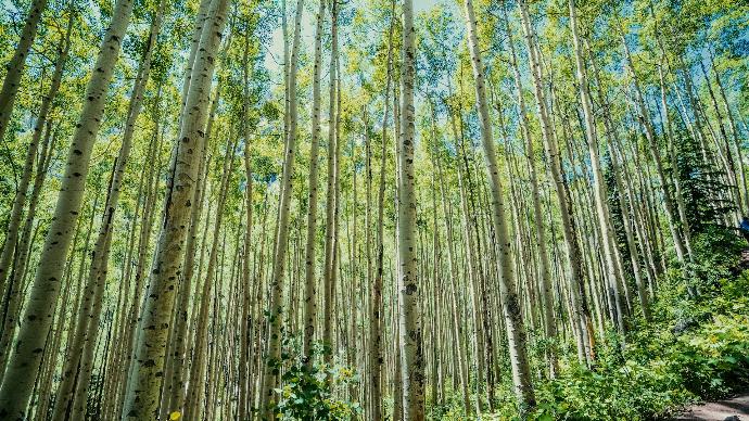 green-leafed trees during daytime